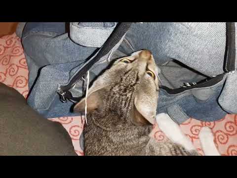 naughty kitten in playful mood❤️