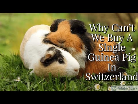 Why Can't We Buy A Single Guinea Pig In Switzerland & Sweden