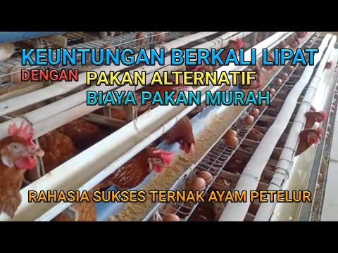 , title : 'Rahasia Sukses: Keuntungan Berkali Lipat dengan Biaya Pakan Murah dari Beternak Ayam Petelur'