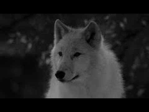 Loup - Zinera x Leska x King V