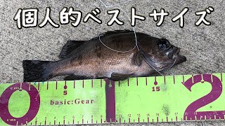 個人的にはベストサイズなメバルが釣れた！