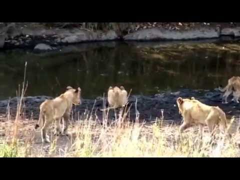 Lion cubs, S100, the mega pride, the movie