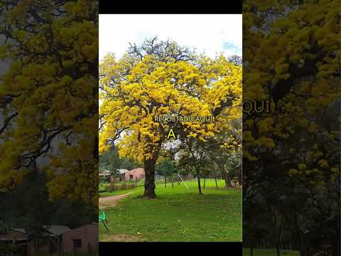 Capillita - Yhacá - San José de Los Arroyos - Caaguazú 💯😍 #lugareshermosos #vistashermosas