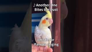 Download lagu Another One Bites the Dust – Whistle Cover for Cockatiel Training #queen #shorts mp3 Download lagu Another One Bites the Dust – Whistle Cover for Cockatiel Training #queen #shorts mp3