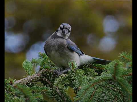 Common North American Birds