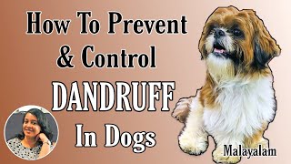 Reasons & Remedies For Dandruff In Dogs || Malayalam || Pavi