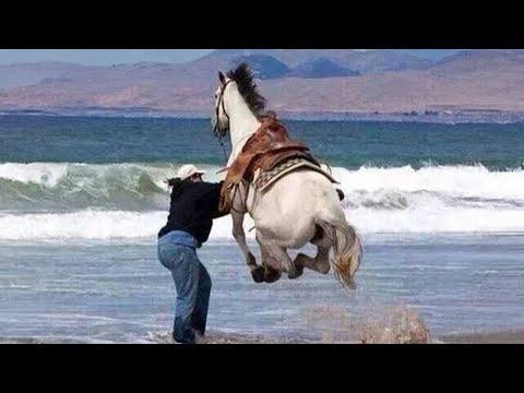 Les chevaux sont dramatiques et bizarres pendant 10 minutes