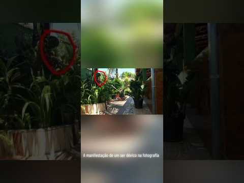 Ser dévico é capturado por câmera fotográfica, Uruana/Goiás