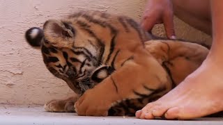 Living With Tiger Cubs | Tigers About The House | BBC