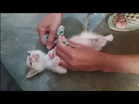kitten with broken leg| she is in pain😭| local cats