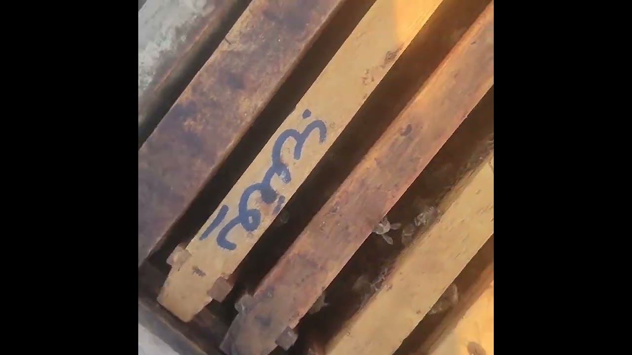 التقاسيم وبناء الاساسات وانتاج الملكات وجمع العسل الان يجب عليك ان تقرر وتخت