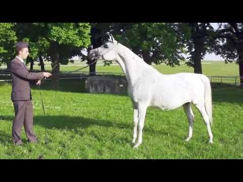 Pride Of Poland 2016 - El Emeera