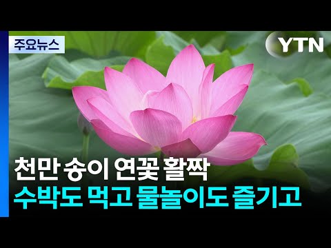 천만 송이 연꽃 활짝...수박도 먹고 물놀이도 즐기고 / YTN