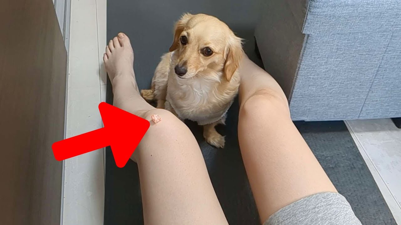 The owner giving their adorable dog a small piece of meat, its favorite treat【Dachshund dog】