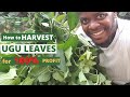 HOW TO HARVEST UGU LEAVES/ Okongobong harvesting/ ugu harvesting techniques/ ugwu farming business