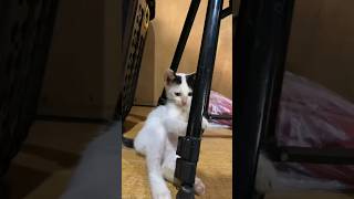 Download lagu Beginilah si putih kalo di rumah premannya kuat betul 😄 #cat #fyp #kitten #kucing #memes mp3 Download lagu Beginilah si putih kalo di rumah premannya kuat betul 😄 #cat #fyp #kitten #kucing #memes mp3