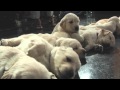 Cute Puppies Golden Retrievers