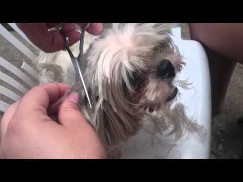 Tosa de Família 👪