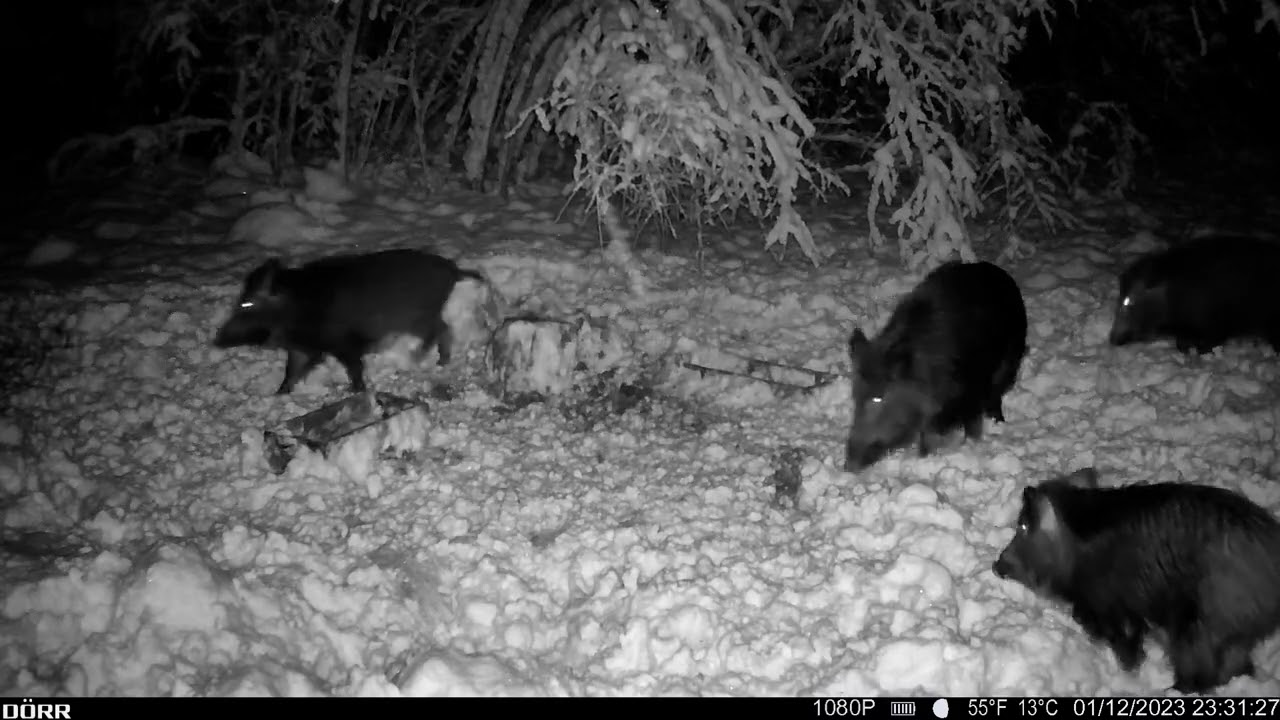 Dörr Kamera Wildkamera SnapShot Cloud Pro 4G Dörr Kamera Wildkamera SnapShot Cloud Pro 4G