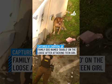 Family dog named ‘Diablo' on the loose after attacking teen girl