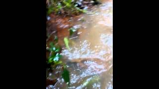 preview picture of video 'muita chuva ,os rios estao cheios'