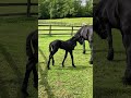 Puledra Frisone In vendita 2026 Nero , jehannes 484