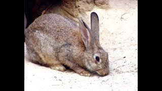 K5 rabbit calicivirus release program