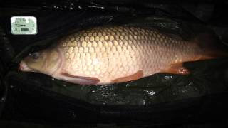 Salt Brothers Carp Fishing Tuition Bayeswater Lake, 2014