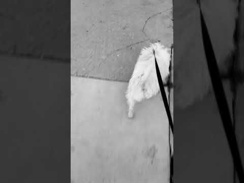 Georgia and Lilly🐕♥️♥️