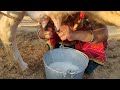 HF COW Live Milking Cow Milking By Hand Evening Daily Life Village Life Me Tarbuj Ki Kheti