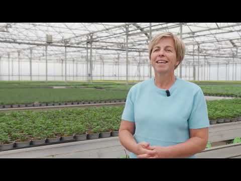 Plantenkwekerij Decadt Verhelst