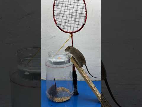 Homemade mouse trap idea using plastic box // Mouse trap 2 #rattrap #mousetrap #shorts
