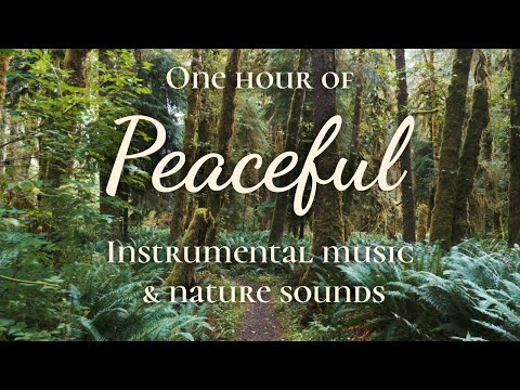 One Hour of Peaceful Instrumental Music | Taryn Harbridge