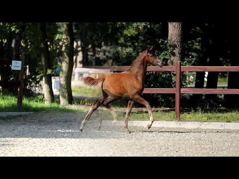 Stutfohlen von Borsalino