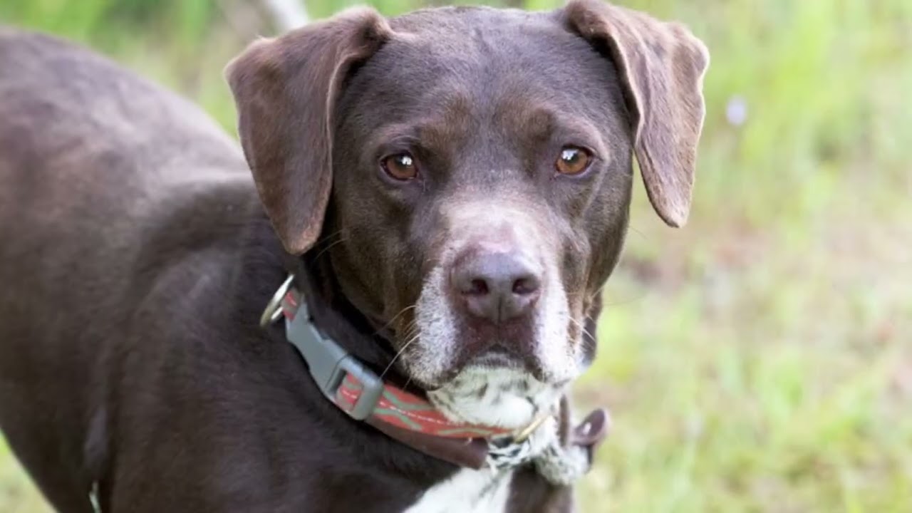 Enlarge Sammy #5685, an adopted Pointer in Monroe, GA video 6/6