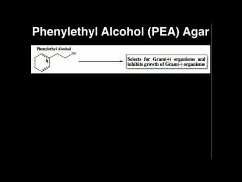 Microbiology: Phenylethyl Alcohol (PEA) Agar