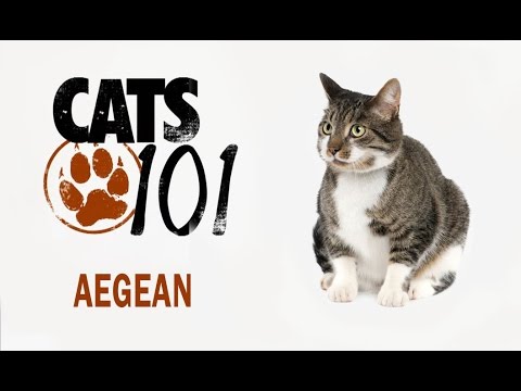 Эгейская Кошка - Aegean cat