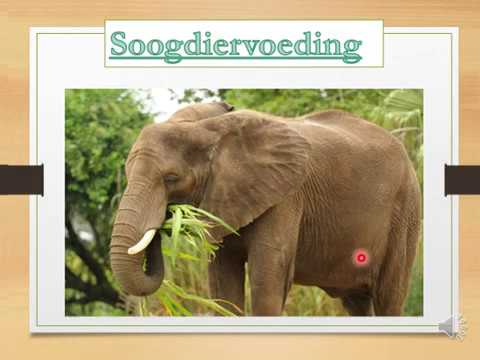 LEWENSWETENSKAP GRAAD 11: 13 Mei 2020 - periode 7 (13117)