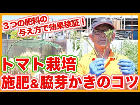 トマトを強化するにはどうすればよいですか？天然肥料であるイラクサ肥料の恩恵をお楽しみください。  庭園