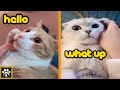 WOW These Cats And Dogs Can Speak English Swepako Ep2