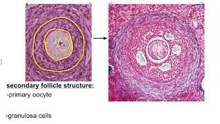 Ovarian Follicle Development