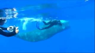 Last great American whale (SOTU 270 Lou Reed cover)