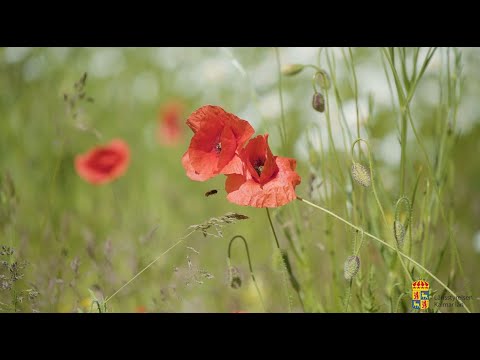 Ekosystemtjänsten pollinering