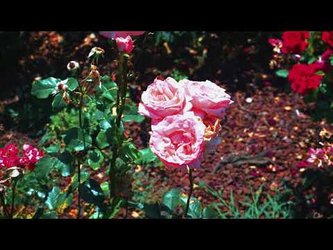 Parco Pallavicino, nature&flowers