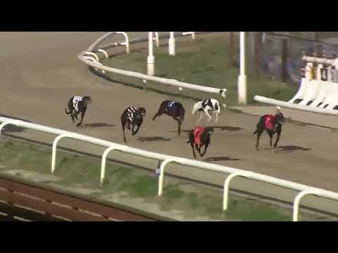 ANNAS SECRET Trap 5 wins A3 Newcastle 9th October