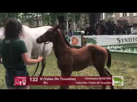 Sprinter Sacré Show 2018 : Lot 132 - N (Valse De Touzaine)