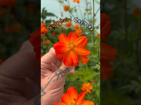 Grow this edible Cosmos variety 🌼 #gardentips #vegetablegarden #flowergarden