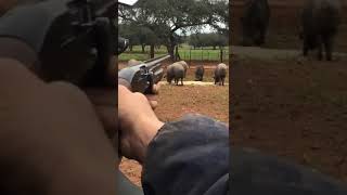 La caza al servicio de la ganadería de iberico.