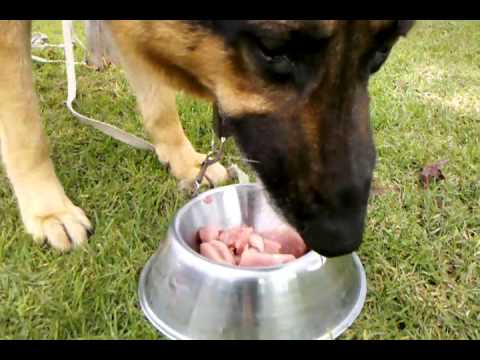 Dog eating raw sliced pork. Tyson the German Shepherd...