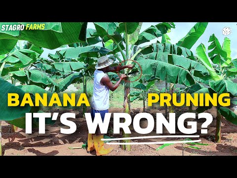 Key reasons why LEAF-PRUNING can IMPROVE your banana yield.